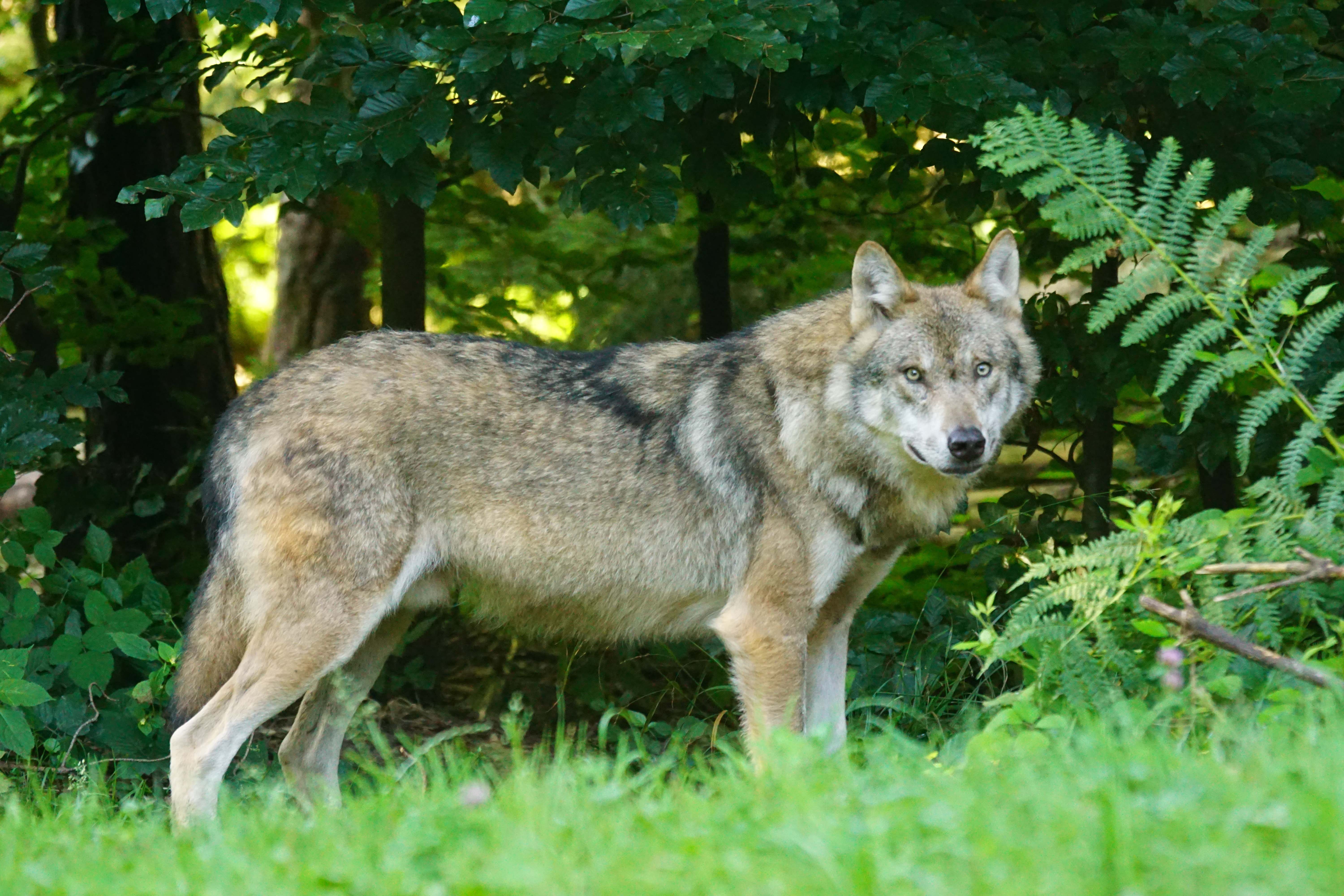 Ein Wolf, der in einem üppigen Wald mit grünem Laub im Hintergrund steht.