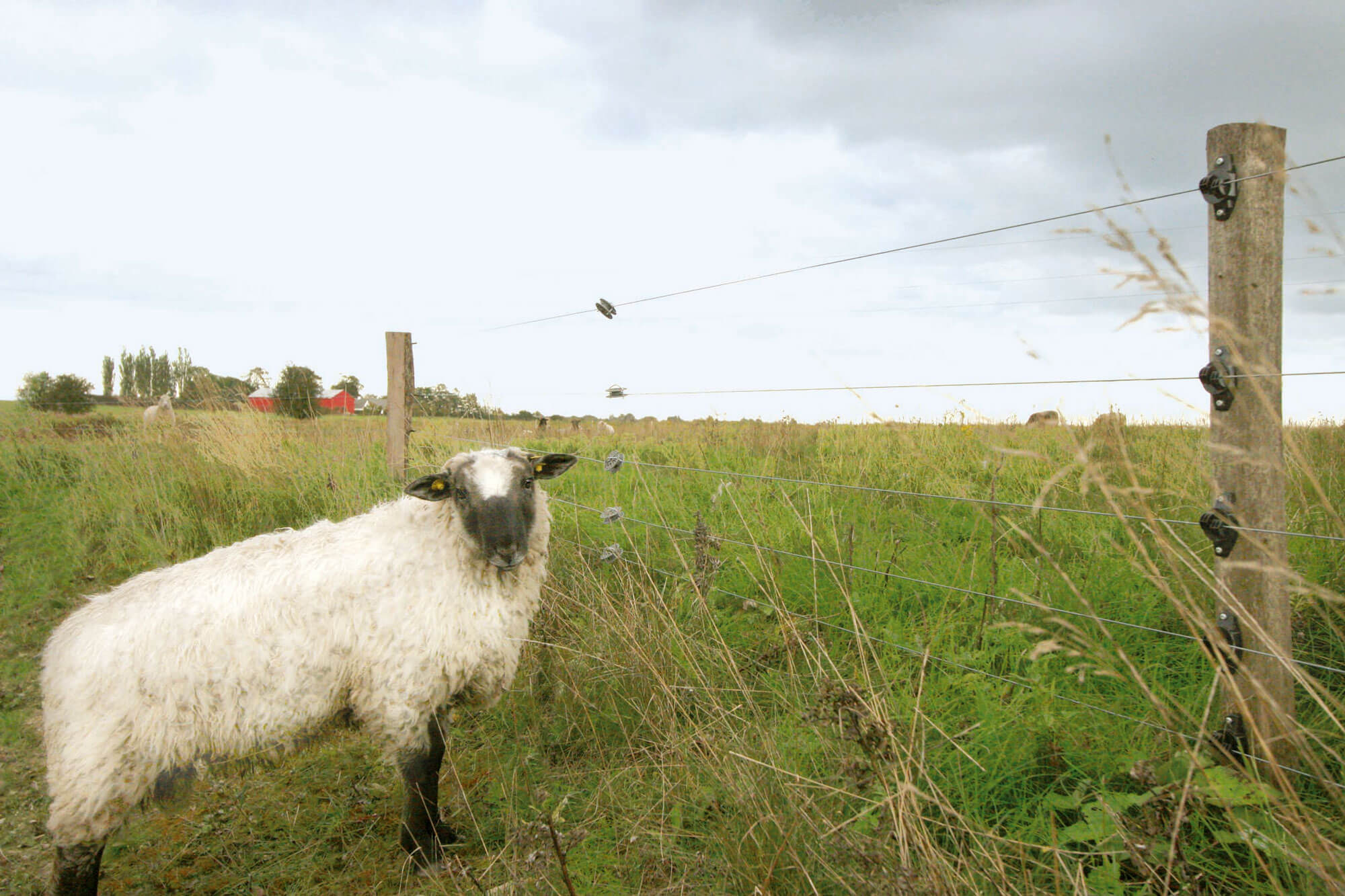 Ein weißes Schaf steht vor einem Elektrozaun und schaut zur Seite.