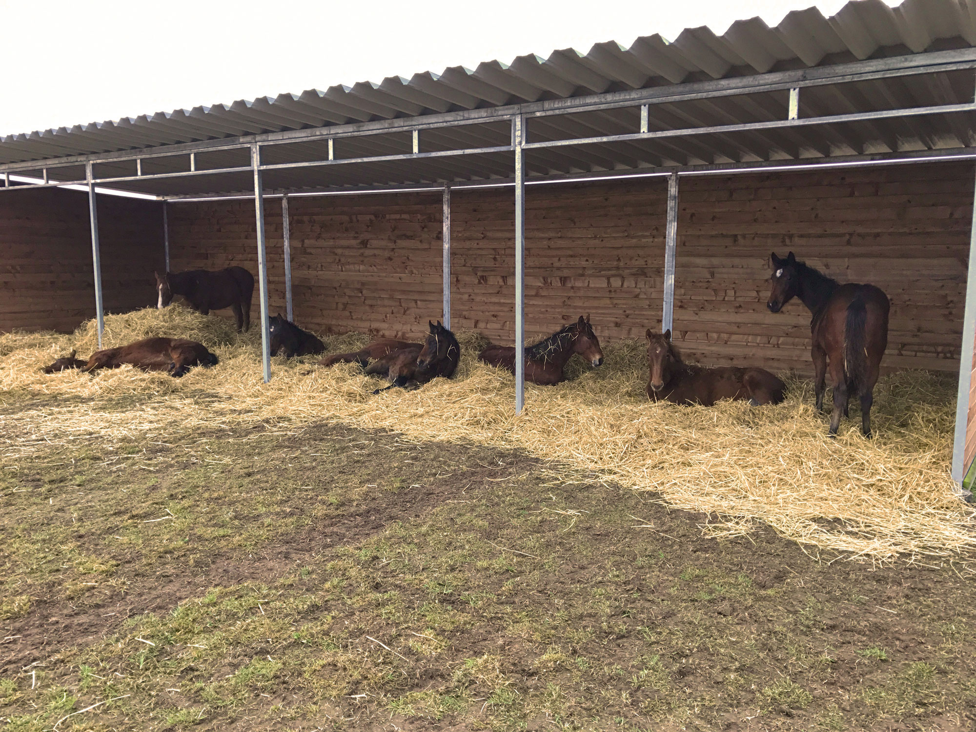 Sieben braune Pferde stehen oder liegen auf einem Strohbett in ihrem großen Weidehütt.