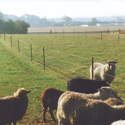 Eine Schafherde und ein Schafbock laufen in getrennten Ställen, die durch einen elektrischen Zaun getrennt sind.