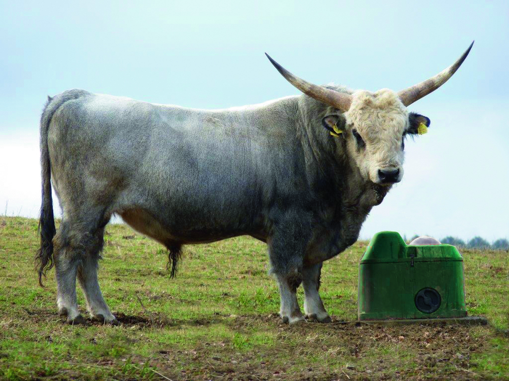 Ein großer Stier mit riesigen Hörnern steht neben einem ganzjährigen Trogtränke