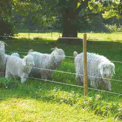 Fünf langhaarige Schafe grasen hinter einem Elektrozaun.