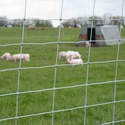 Eine Herde Ferkel ist durch die Maschen eines Netzzauns zu sehen.