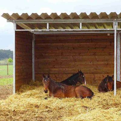 Drei braune Pferde liegen in einem Unterstand auf einem Strohbett.