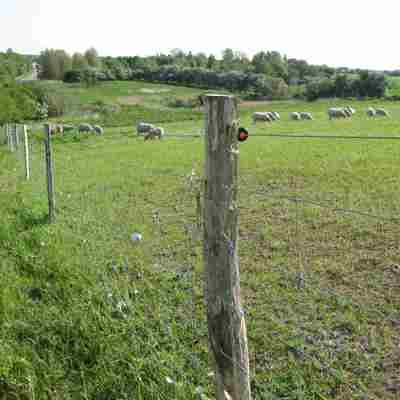 Eine Herde von Schafen und Lämmern weidet in einem Gehege.