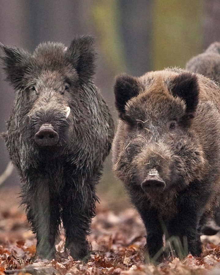 Zwei Wildschweine in einem Wald.