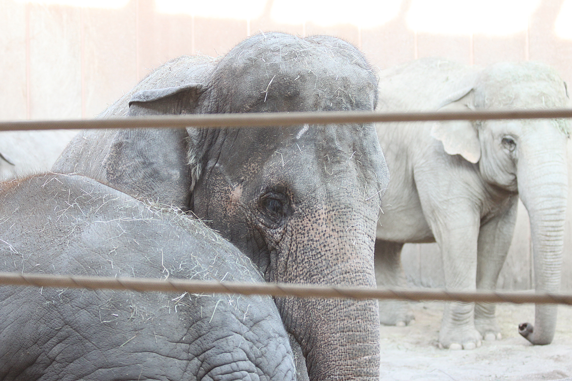 Drei Elefanten sind hinter einem festen Zaun zu sehen.