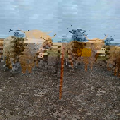 Eine Herde Hochlandrinder steht zusammen an einem Elektrozaun.