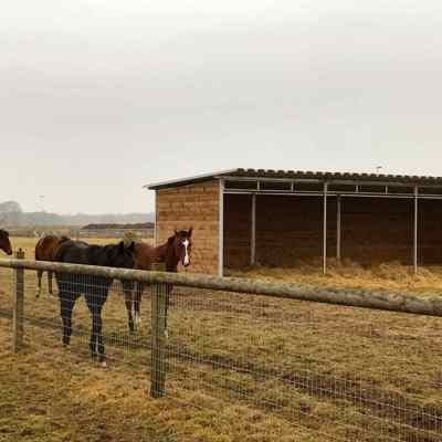 Vier braune Pferde stehen neben ihrem Weidehütte.