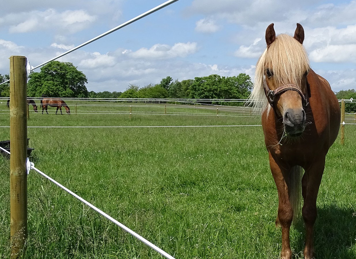 Pferd hinter einem Hippolux-Zaun mit druckimprägnierten Pfosten, ideal für sichere und effektive Pferdeeinfriedungen.