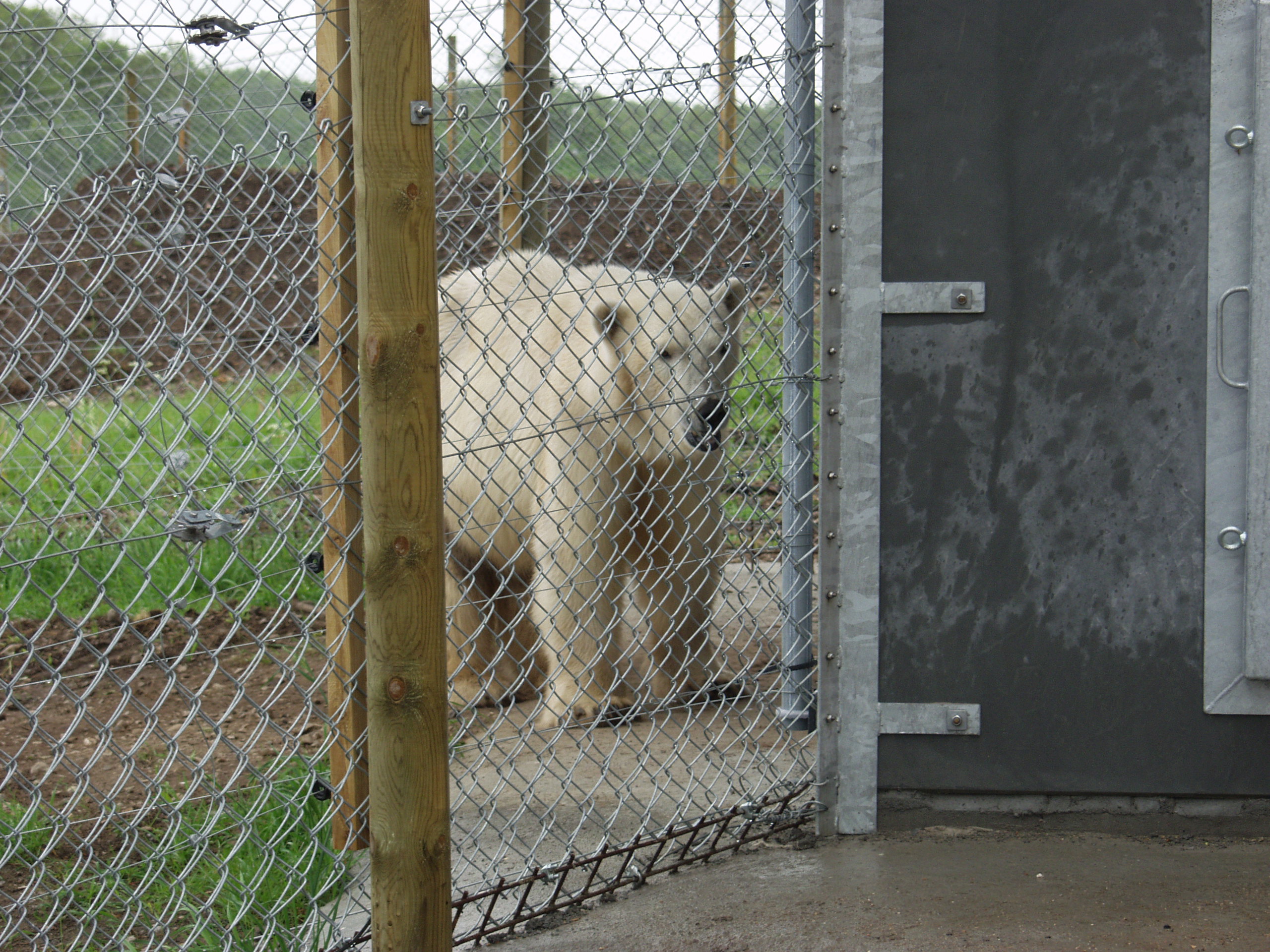 Ein Eisbär läuft sicher in seinem Gehege, das aus einem Elektrozaun und einem Netzzaun besteht.