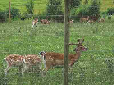 Eine große Herde von Hirschen in einem Gehege.