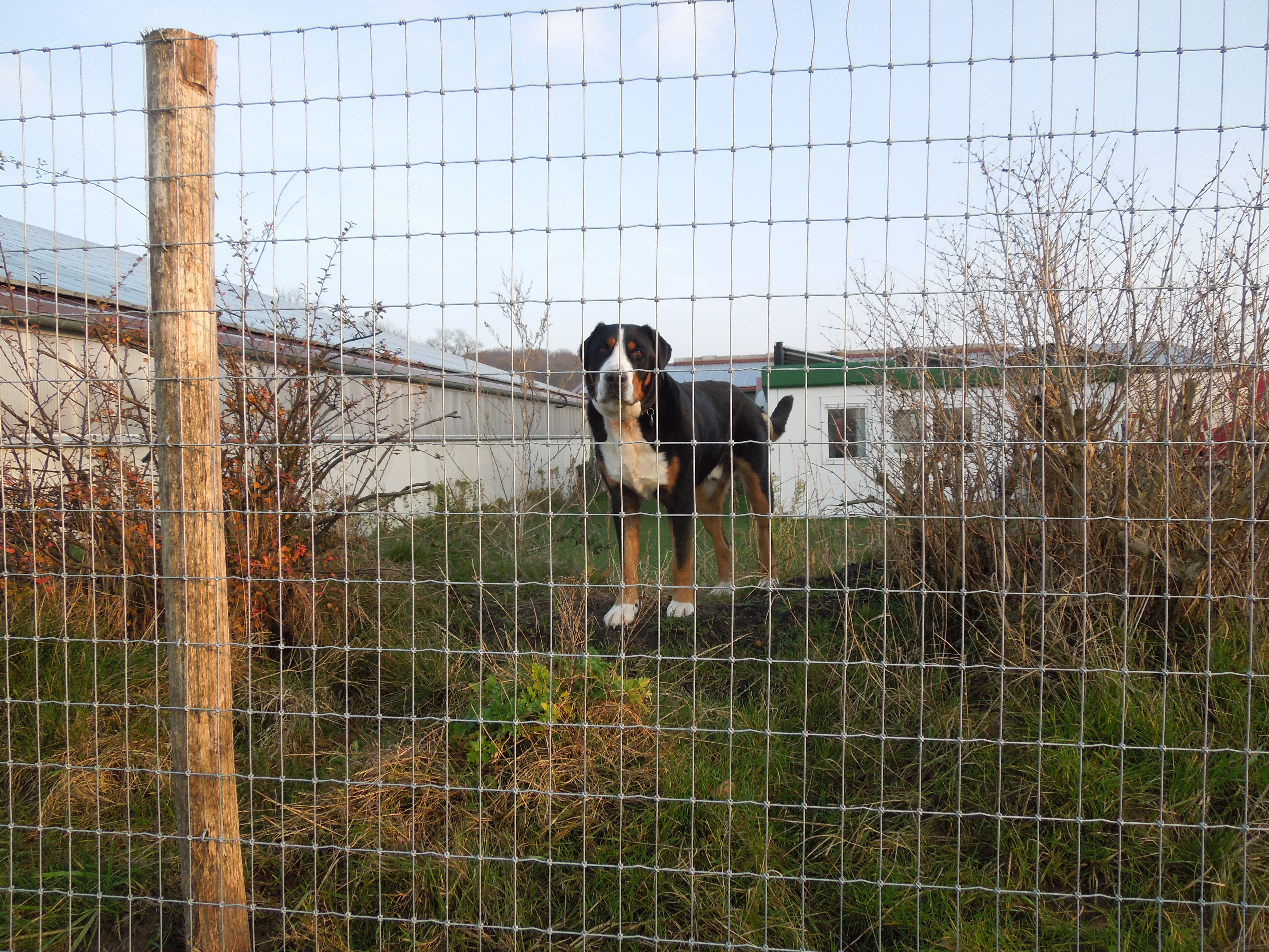 Ein Hund steht hinter einem hohen Zaun bei Multinet