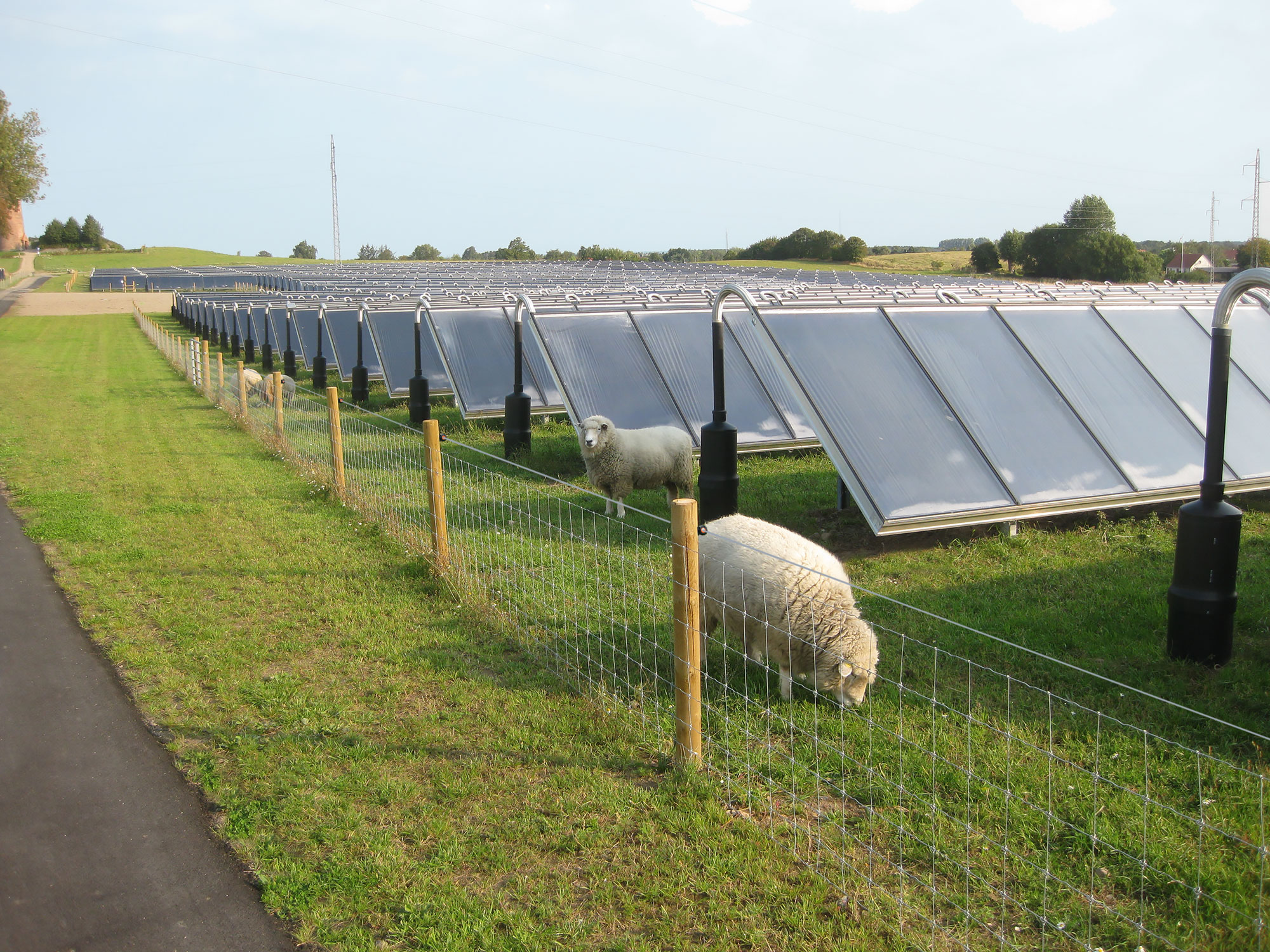 In einem eingezäunten Solarpark grasen mehrere Schafe.