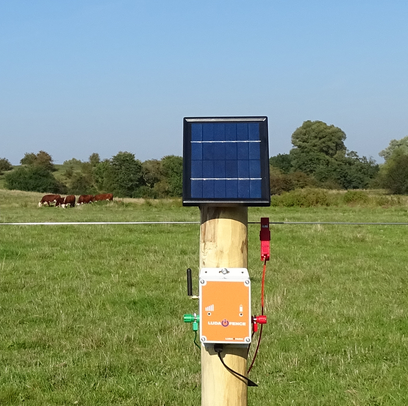 LUDA FenceAlarm mit Solarpanel auf einem Pfosten zur Überwachung der Zaunspannung auf einer Weide mit Kühen.