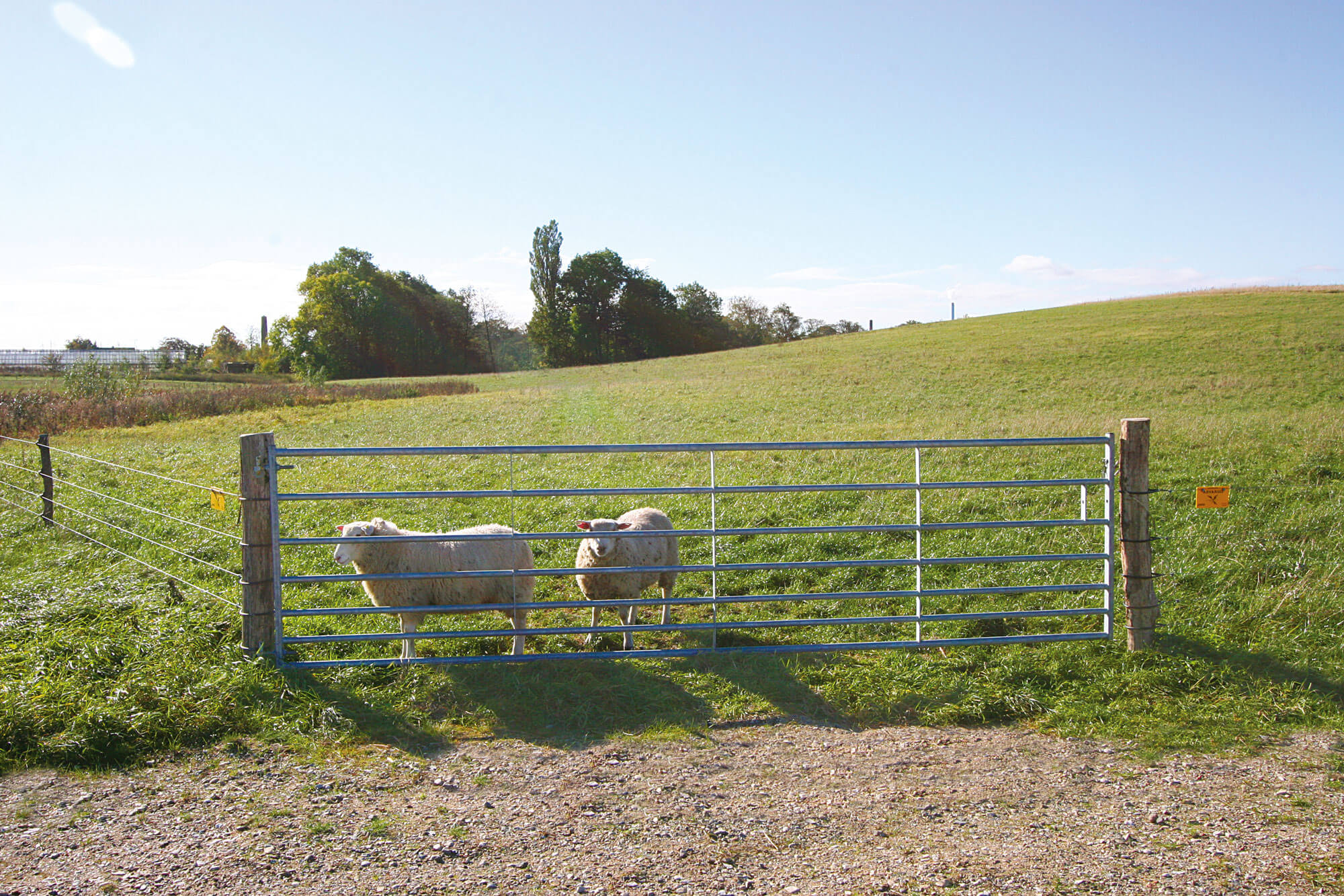 Zwei Schafe schauen durch ein Stahltor aus ihrem Stall.