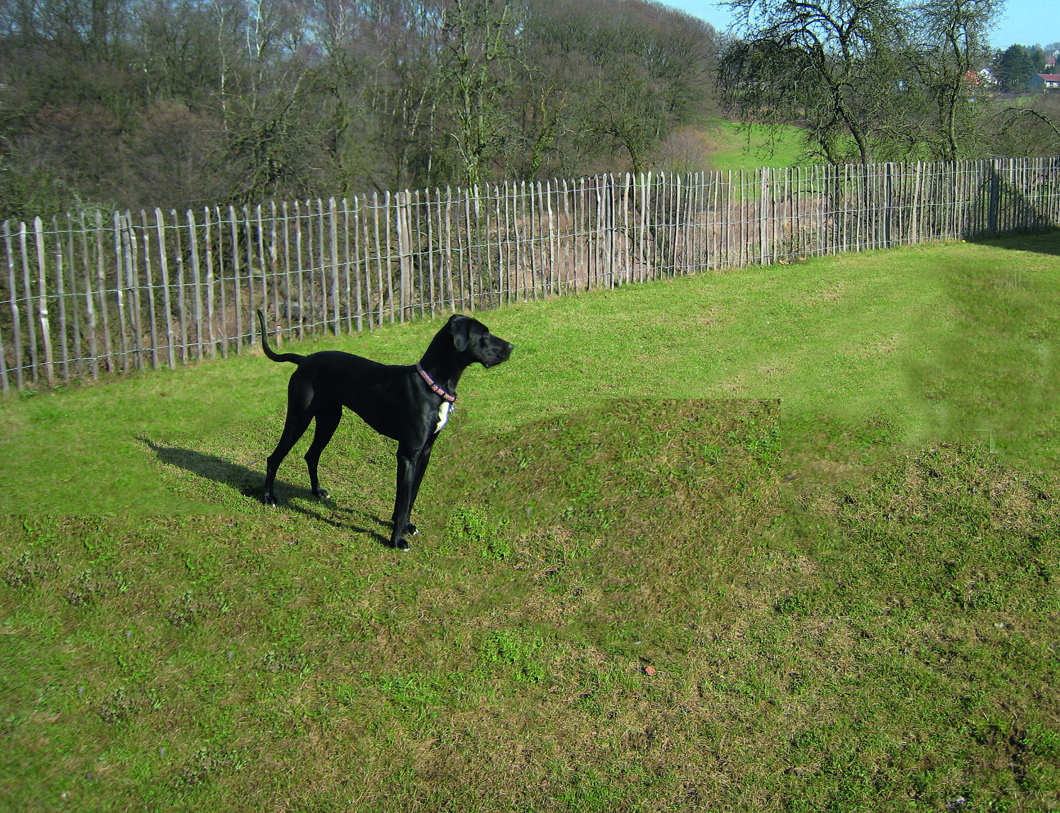 Ein Hund steht auf einer Wiese, die von einem Zaun aus Kastanienholz von Poda Zäune & Tore