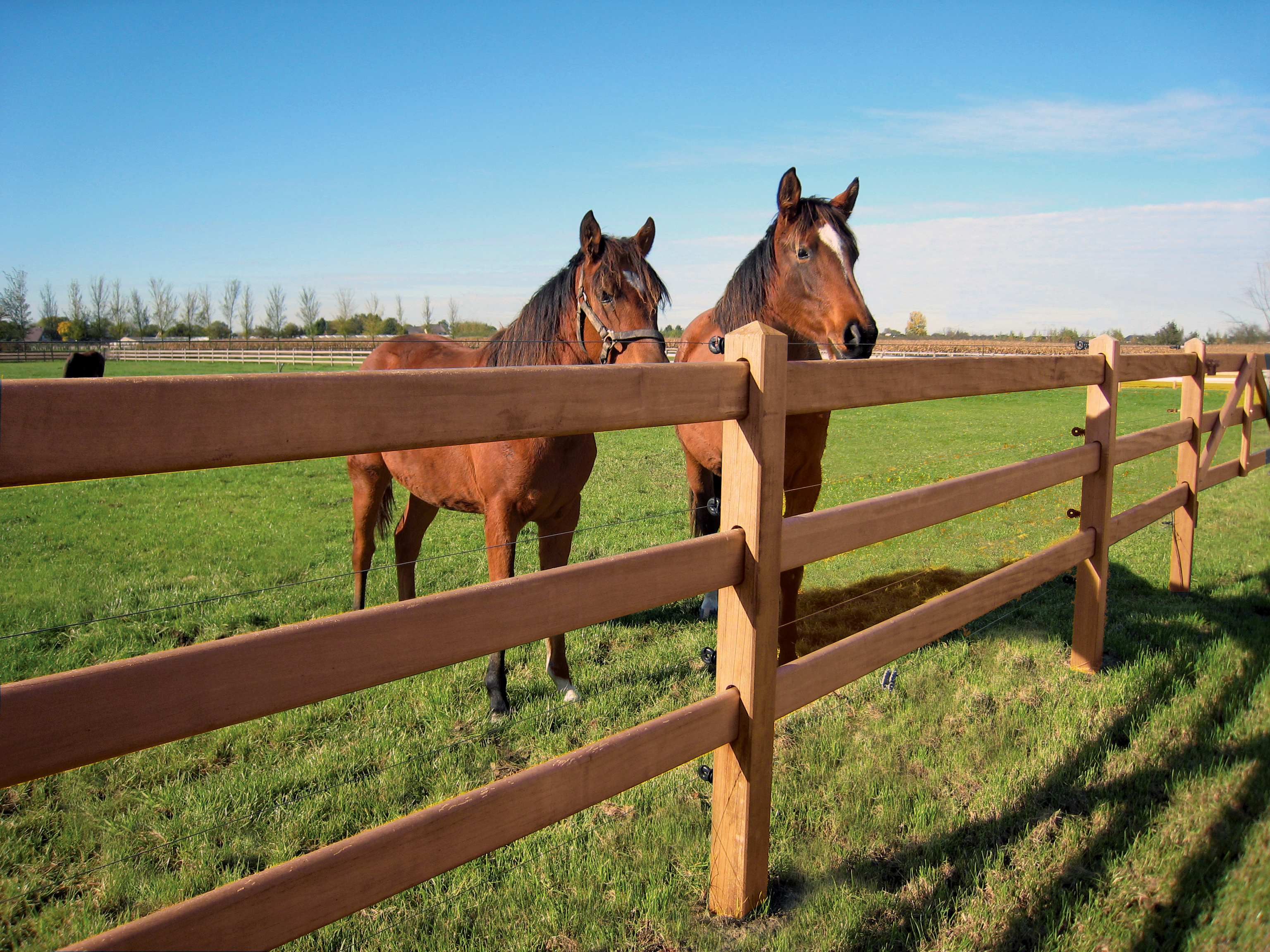 Zwei Pferde stehen friedlich hinter einem Master-Pferdezaun