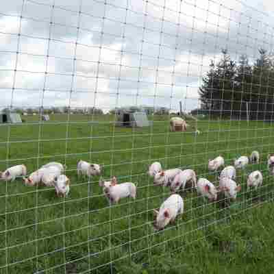 Eine Herde Ferkel steht dicht an einem Maschendrahtzaun