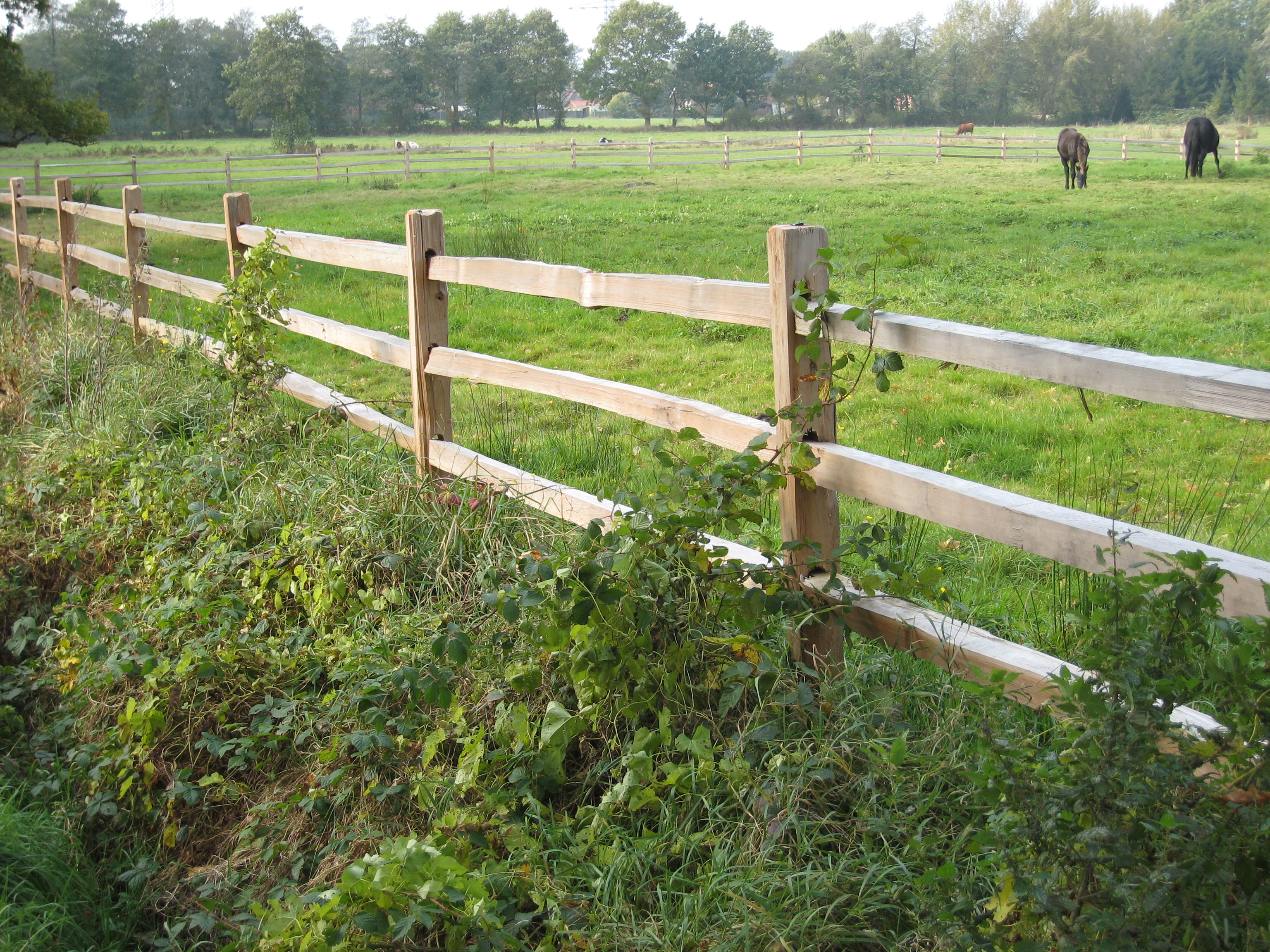 Ein rustikaler Pferdezaun aus Zedernholz begrenzt eine Wiese, auf der zwei Pferde grasen.