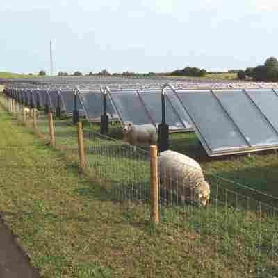 In einem eingezäunten Solarpark grasen mehrere Schafe.