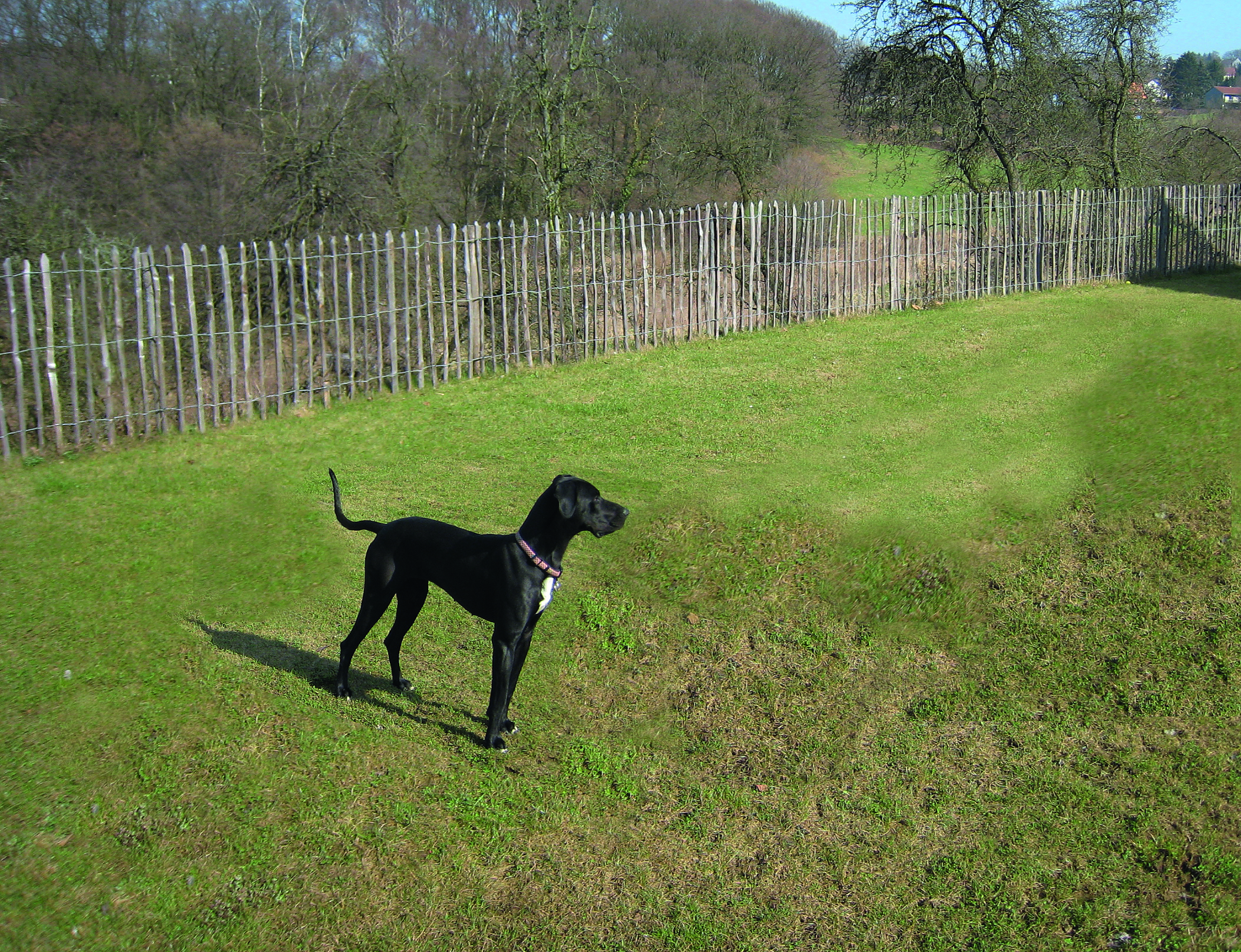 Ein Hund steht auf einer Wiese, die von einem Zaun aus Kastanienholz von Poda Zäune & Tore