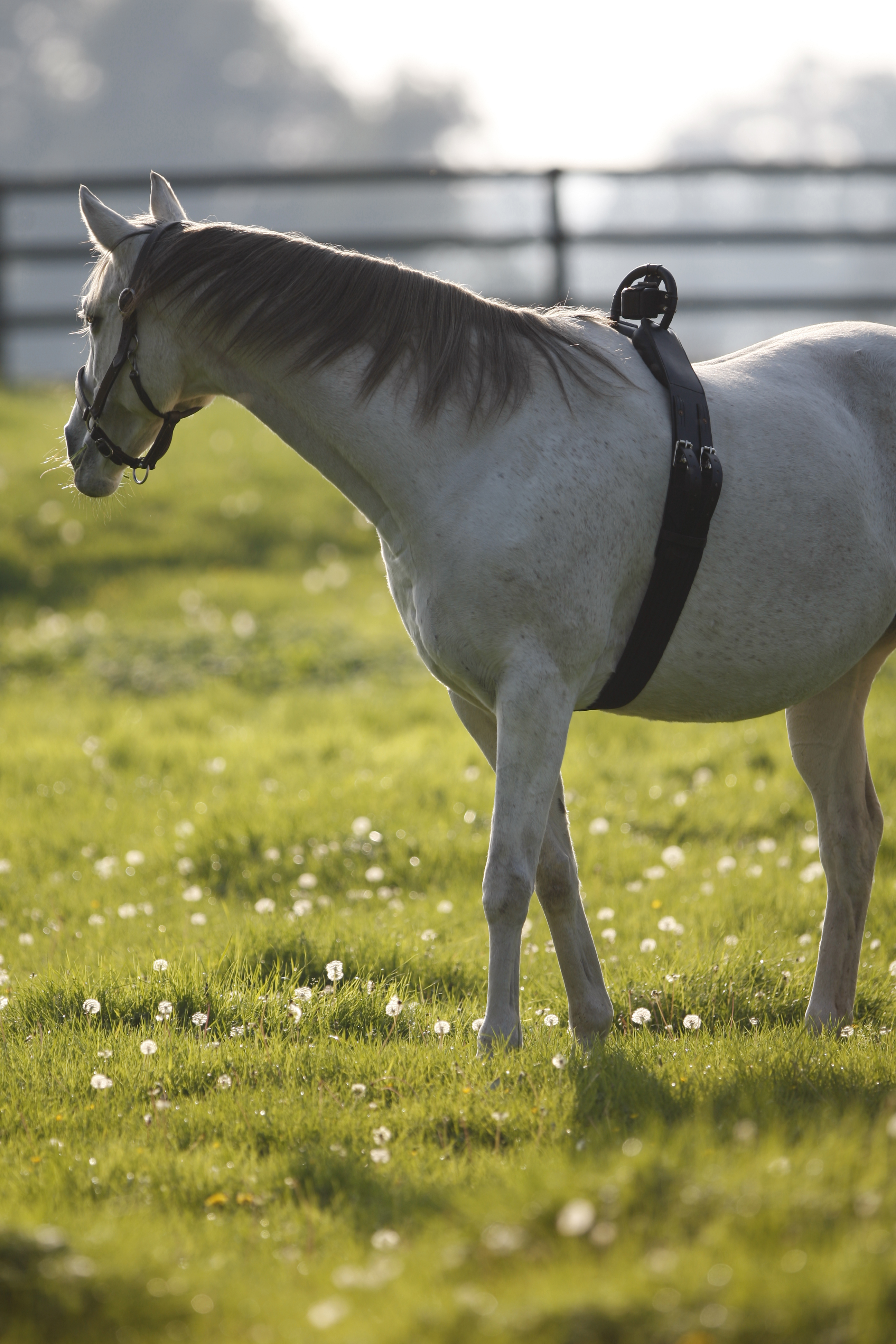 Auf einem Feld läuft ein trächtiges weißes Pferd mit einem Birth Alarm um seinen Bauch herum