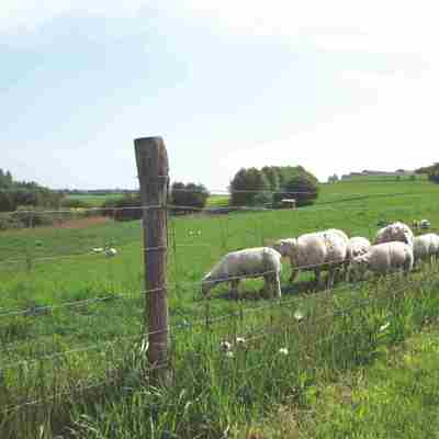 Eine Schafherde weidet in der Nähe eines Maschendrahtzauns.