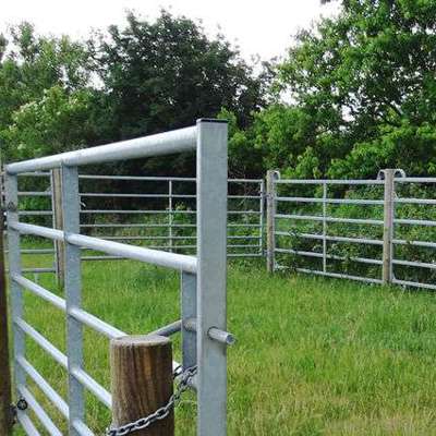 Zwei Kühe stehen auf einem Feld neben einem Pferch.