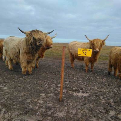Eine Herde Hochlandrinder steht zusammen an einem Elektrozaun.