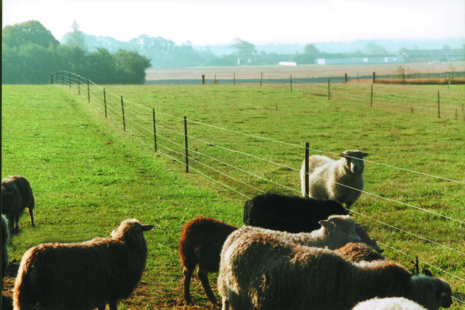 Eine Schafherde und ein Schafbock laufen in getrennten Ställen, die durch einen elektrischen Zaun getrennt sind.