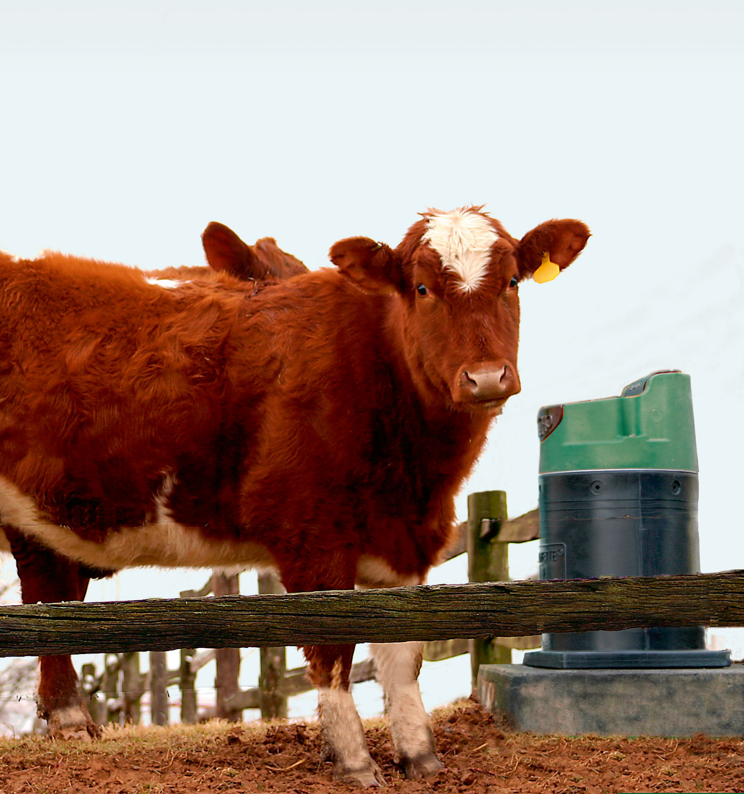 Braun-weiße Kuh hinter einem Holzzaun bei einer Tränkschale