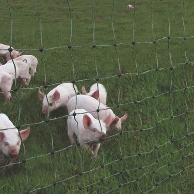 Eine Herde Ferkel steht dicht an einem elektrischen Maschendrahtzaun.