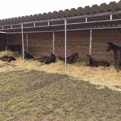 Sieben braune Pferde stehen oder liegen auf einem Strohbett in ihrem großen Weidehütt.