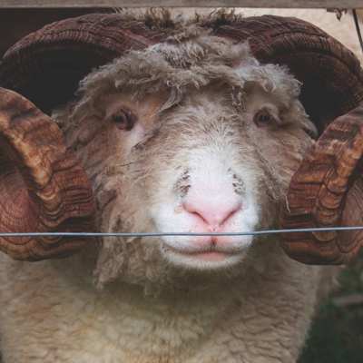 Ein Schafbock steht da und schaut durch die Maschen eines Maschendrahtzauns hinaus.
