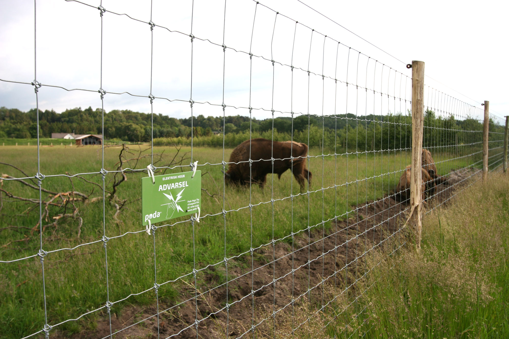 Drei Bisons laufen hinter einem Netzzaun. Ein Warnschild zeigt an, dass der Zaun unter Spannung steht.
