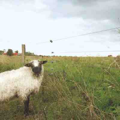 Ein weißes Schaf steht vor einem Elektrozaun und schaut zur Seite.