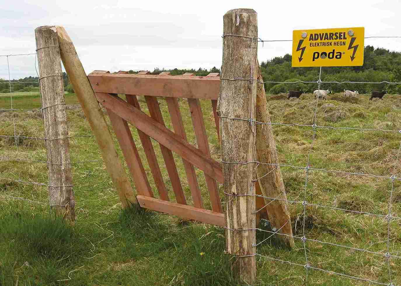 Vier Schafe laufen in einem Gehege mit Maschendraht und Elektrozaun. Der Zaun hat ein Holztor als Eingang und Ausgang