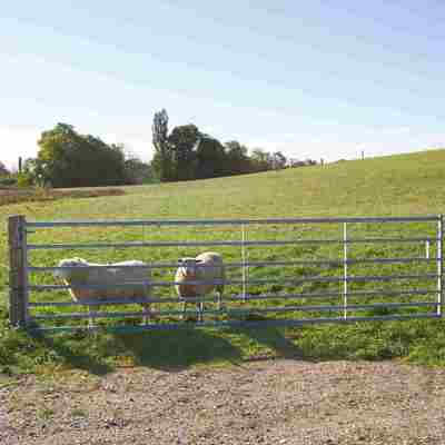 Zwei Schafe schauen durch ein Stahltor aus ihrem Stall.