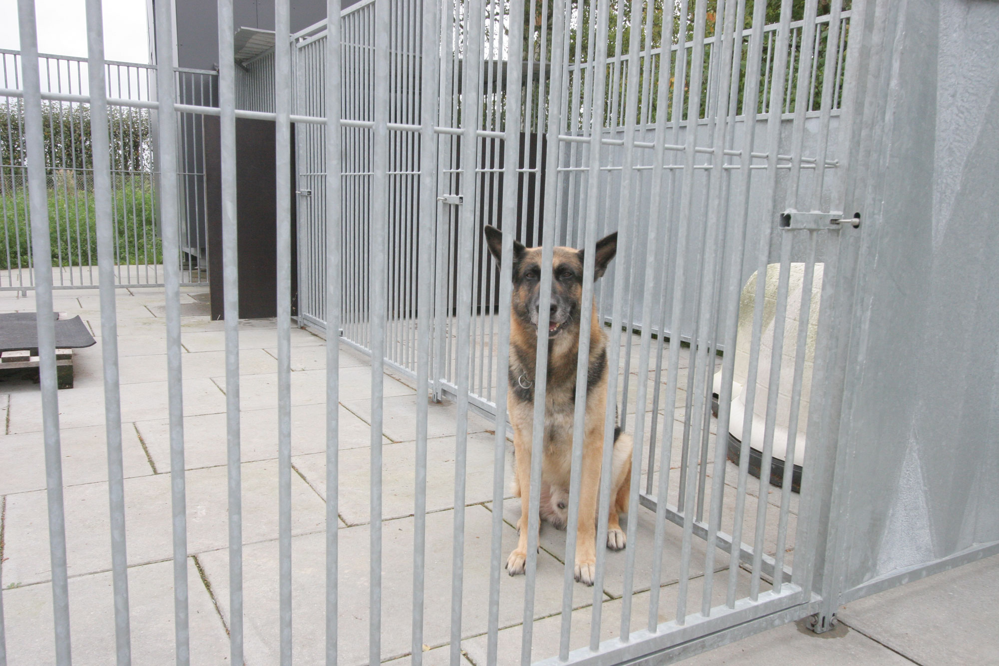Ein Deutscher Schäferhund sitzt allein in einer Ecke seines Hofes.