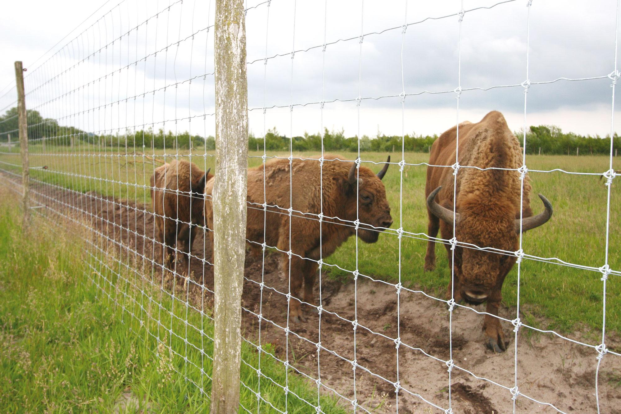 Drei Wisente stehen hinter einem hohen Netzzaun in einem Zoo.