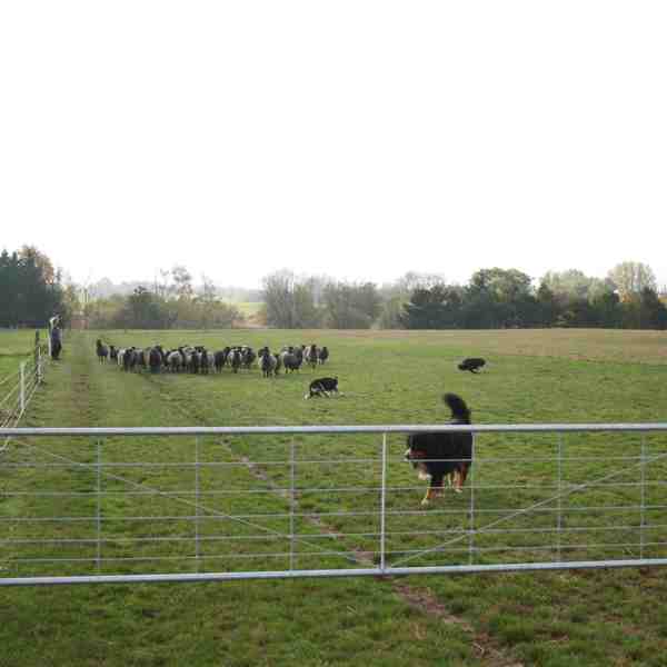 In einem leichtgewichtigen Tor befindet sich eine Schafherde und ein Schäferhund