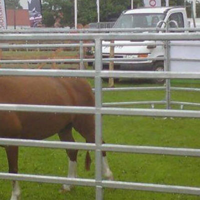 Zwei Ponys grasen in einem Pferch bei einer Tierschau.