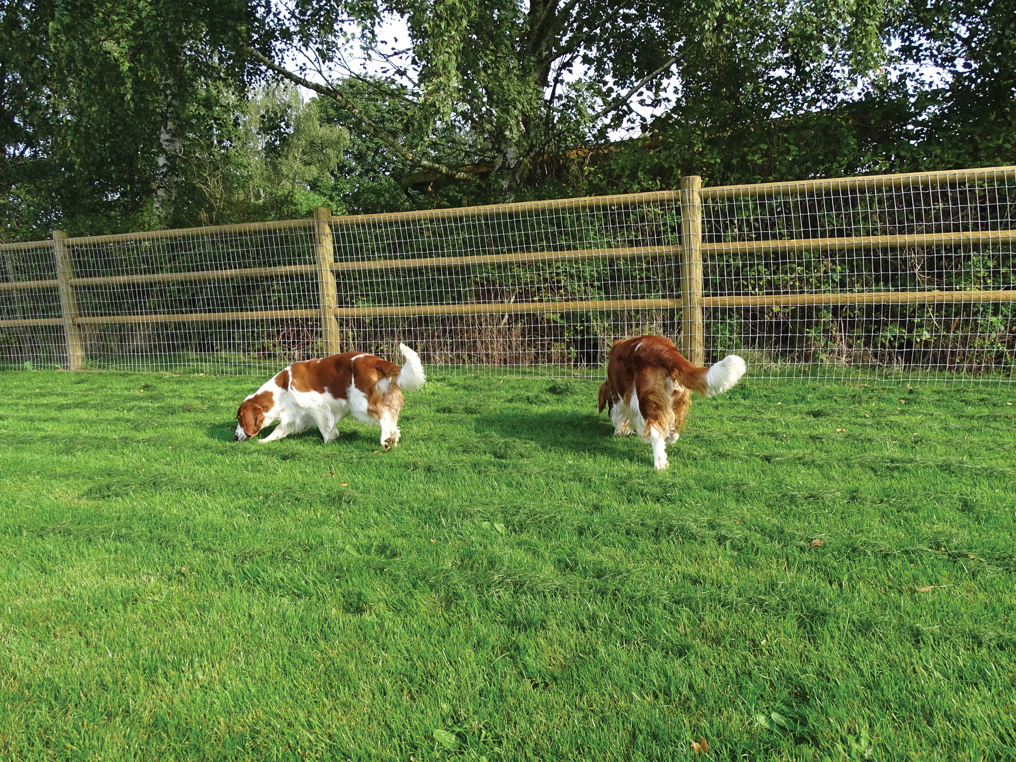 Zwei Hunde beschnüffeln das Gras in einem Hundeauslauf.