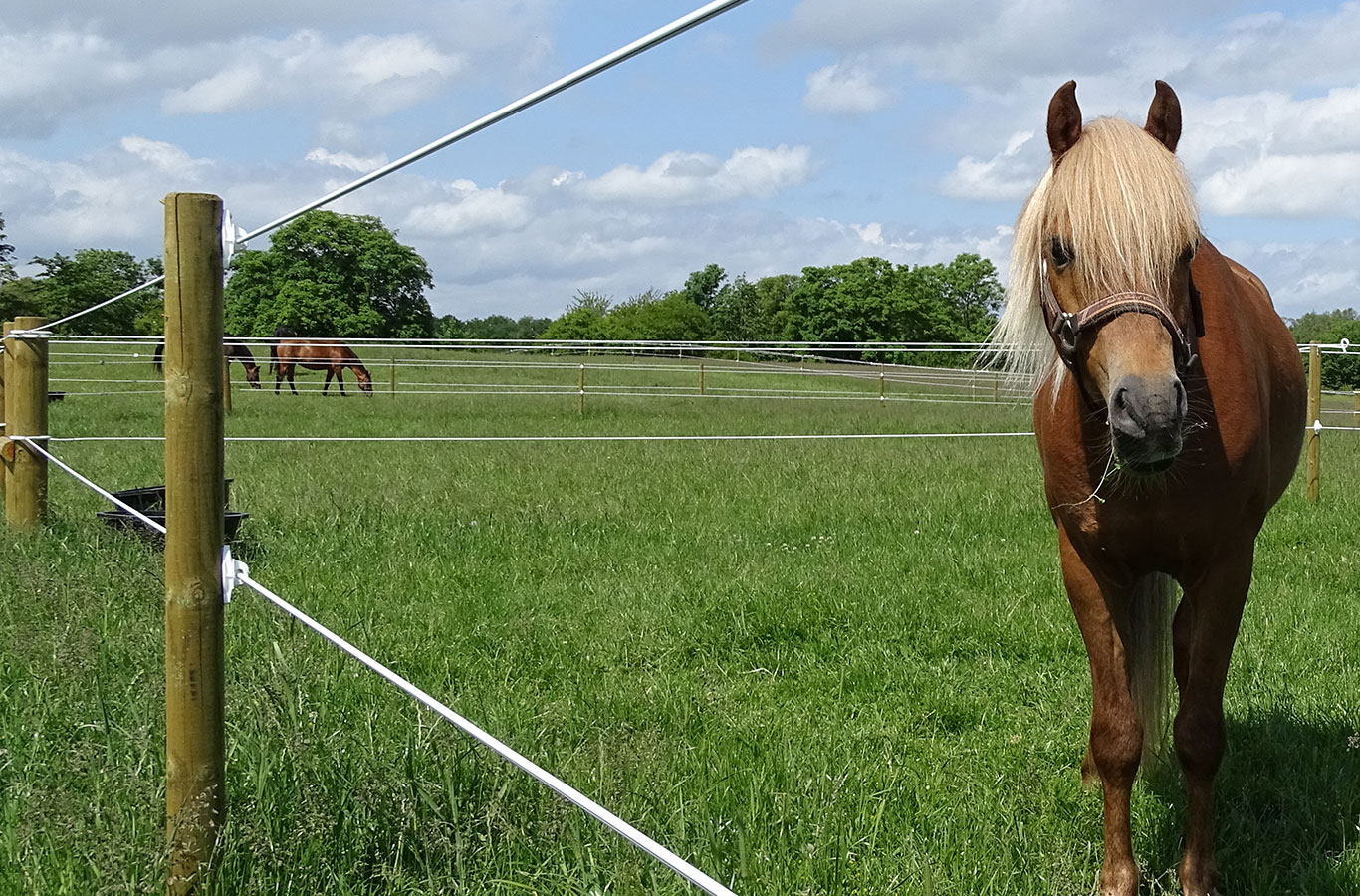 Ein Pferd steht zwischen den Drähten eines Hippolux-Elektrozauns. Im Hintergrund laufen zwei andere Pferde auf ihrer eigenen Koppel.