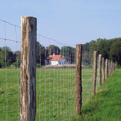 Ein Forstzaun sichert ein Waldgebiet gegen Wildtiere und Eindringlinge.