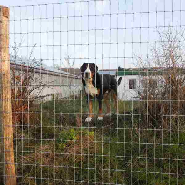 Ein Hund steht hinter einem hohen Zaun bei Multinet