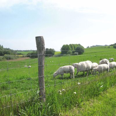 Eine Schafherde weidet in der Nähe eines Maschendrahtzauns.