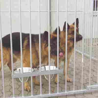 Zwei Deutsche Schäferhunde stehen nebeneinander auf ihrem Hundehof.