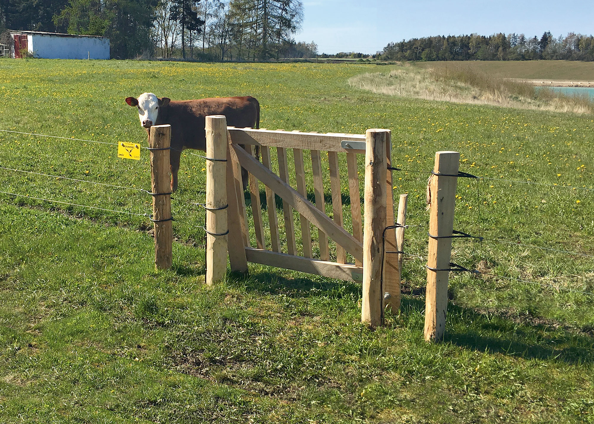 Eine Kuh ist von einem Elektrozaun und einem Holztor umgeben